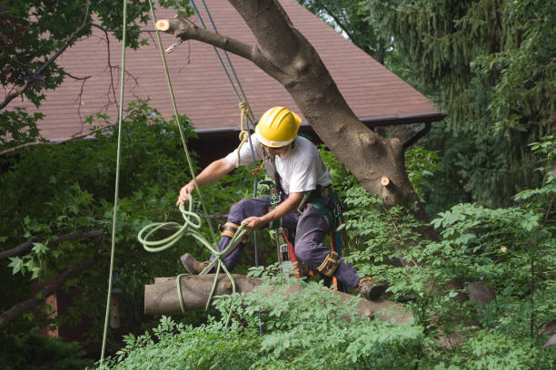 Professional Tree Services in Nicollet, MN